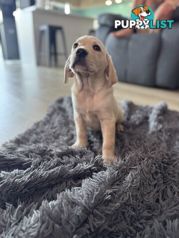 Labrador x Golden retriever (Goldadors) 3 left