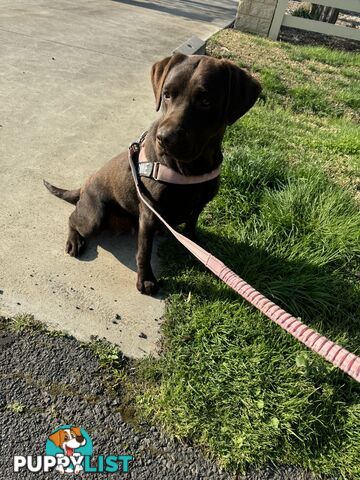 Labrador x Golden retriever (Goldadors) 3 left