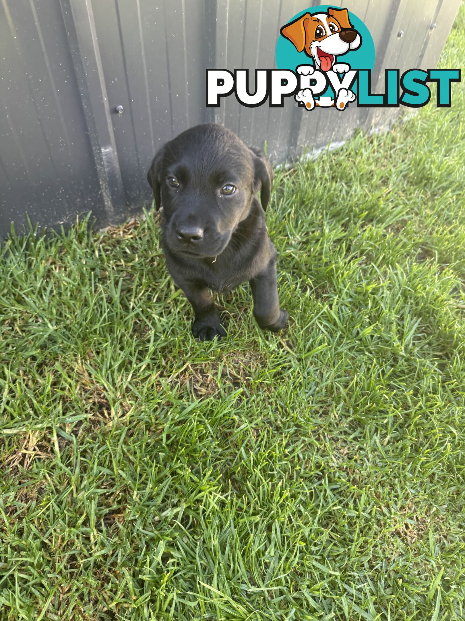 Labrador x Golden retriever (Goldadors) 3 left