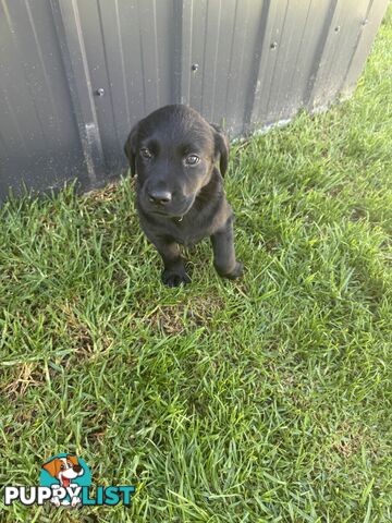 Labrador x Golden retriever (Goldadors) 3 left