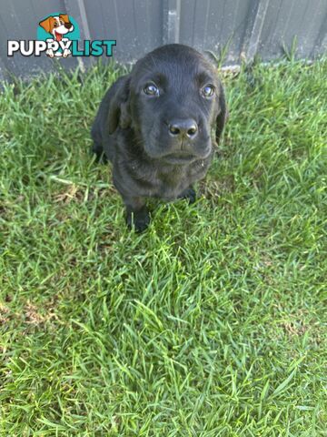 Labrador x Golden retriever (Goldadors) 3 left