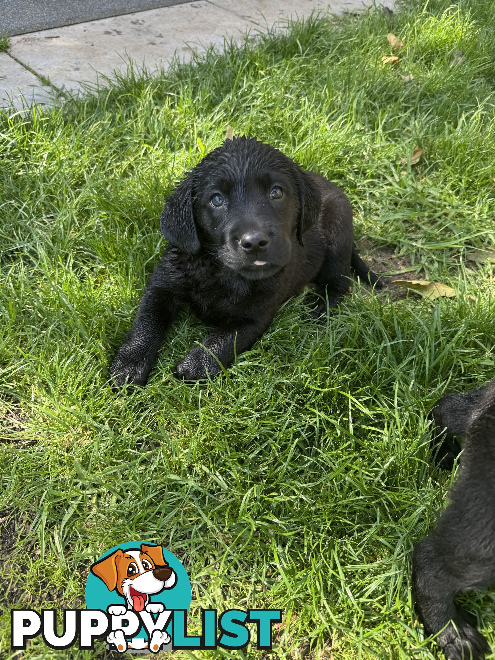 Labrador x Golden retriever (Goldadors) 3 left