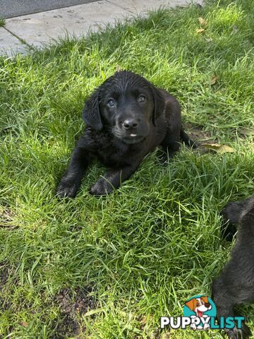 Labrador x Golden retriever (Goldadors) 3 left