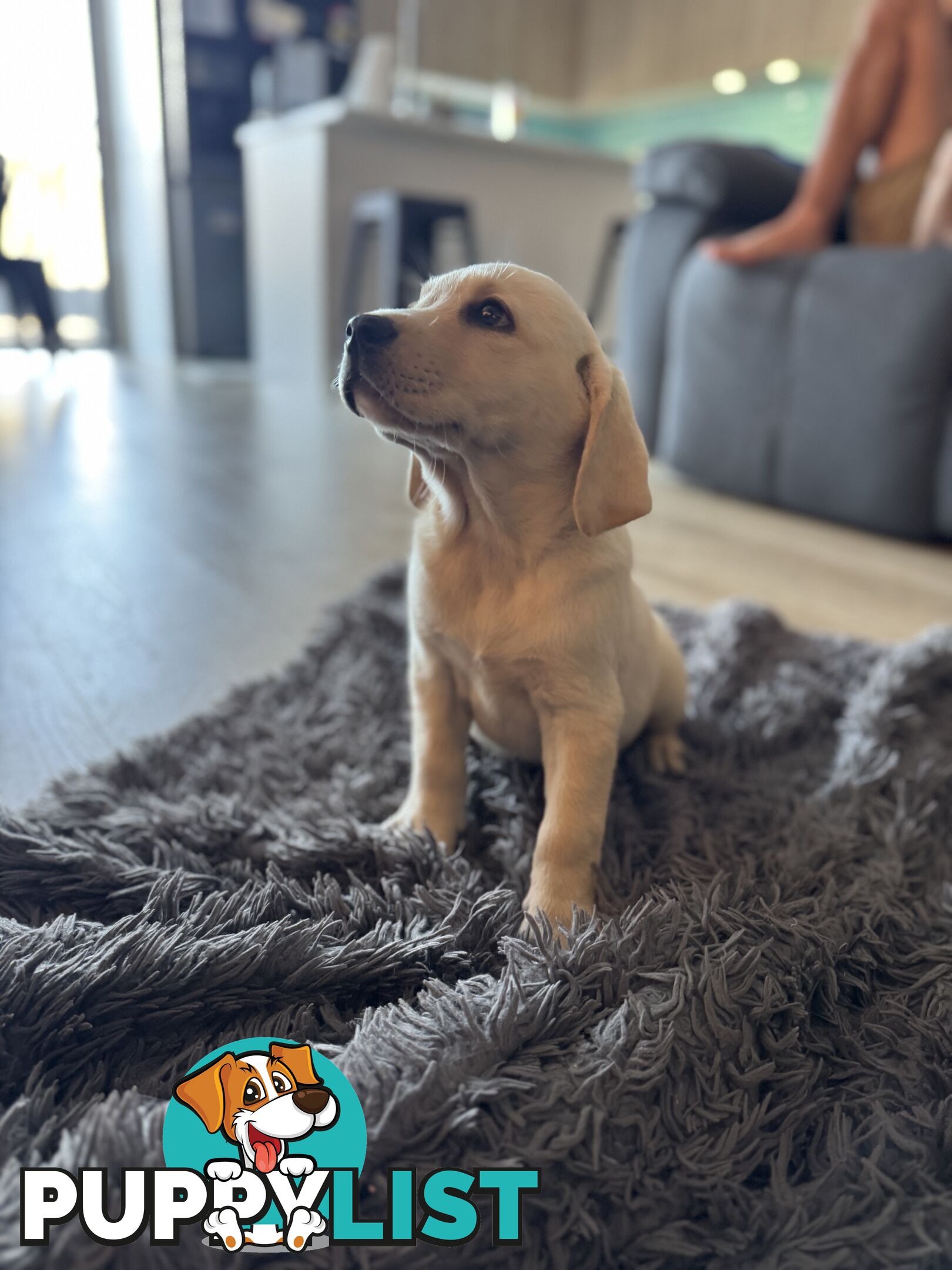 Labrador x Golden retriever (Goldadors) 3 left