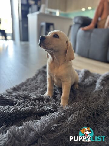 Labrador x Golden retriever (Goldadors) 3 left