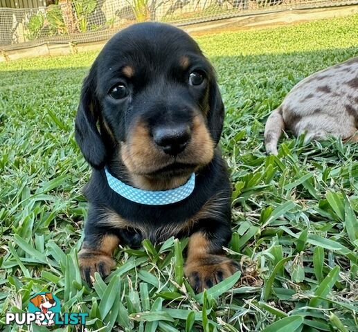 Miniature Dachshund Puppies for Sale