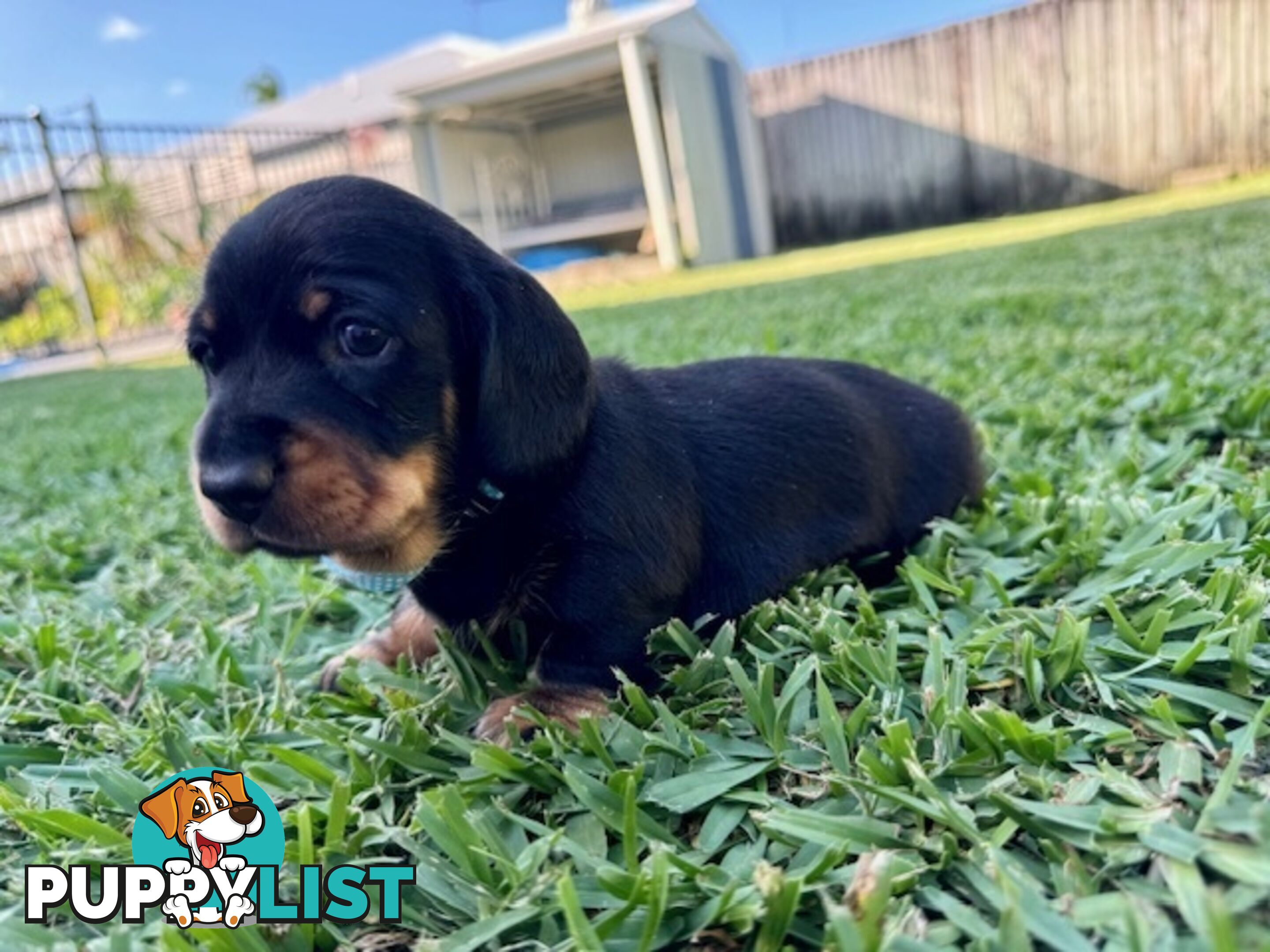 Miniature Dachshund Puppies for Sale