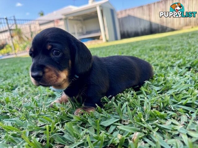 Miniature Dachshund Puppies for Sale