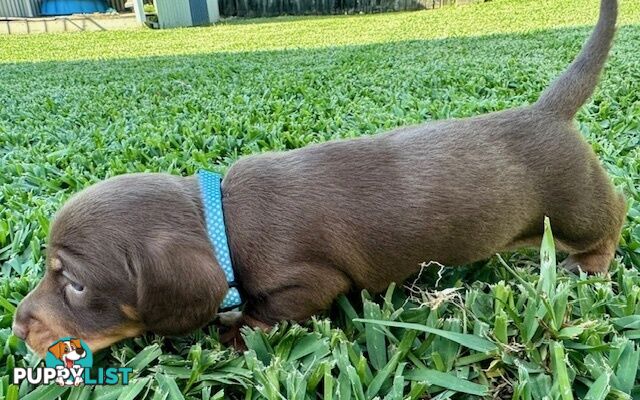 Miniature Dachshund Puppies for Sale