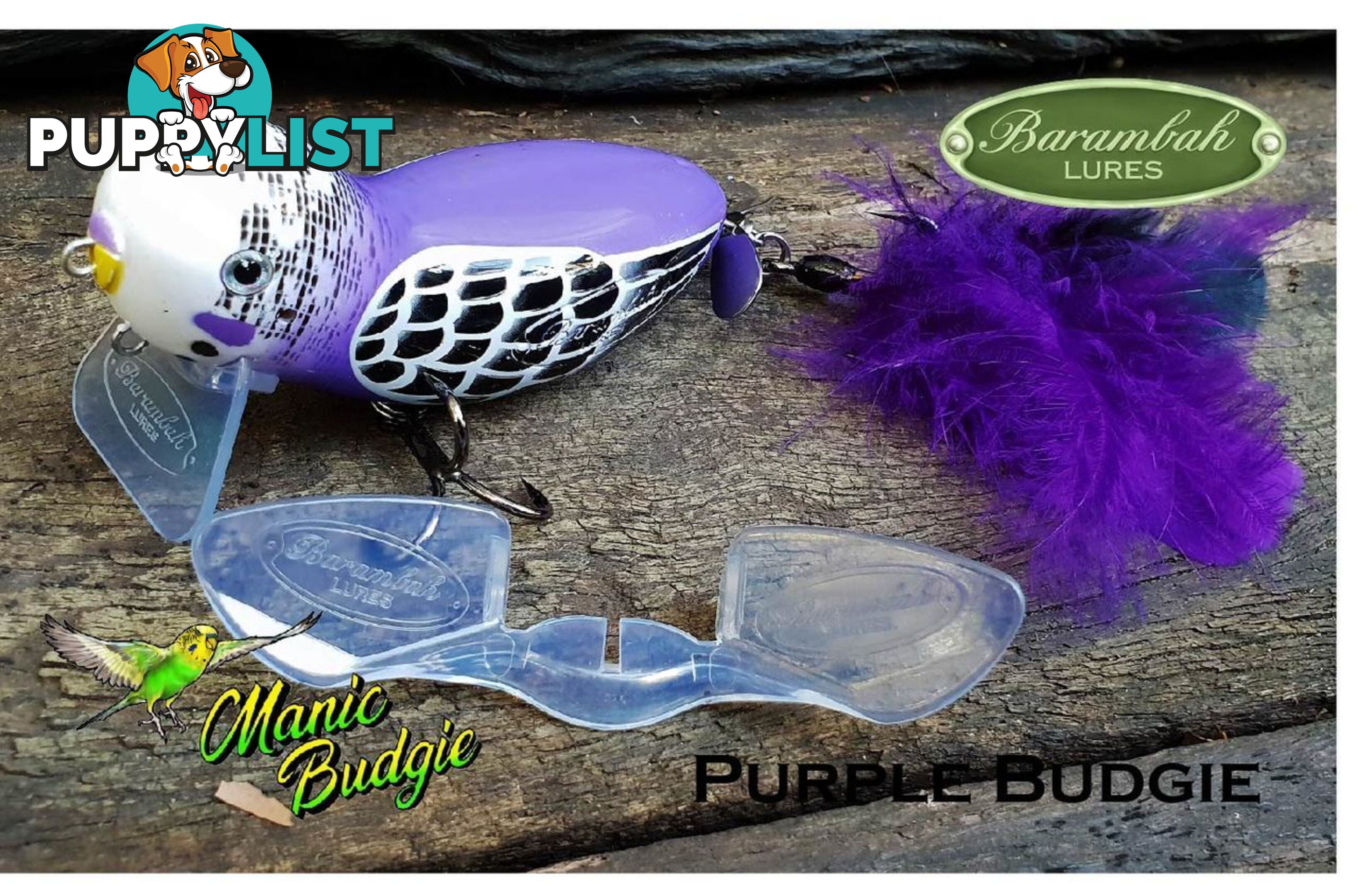 Barambah Manic Budgie purple