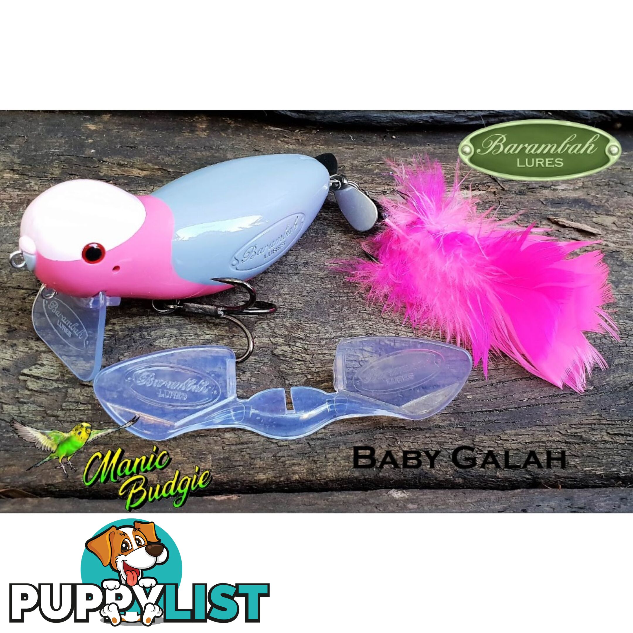 Barambah Manic Budgie - mbud-gb