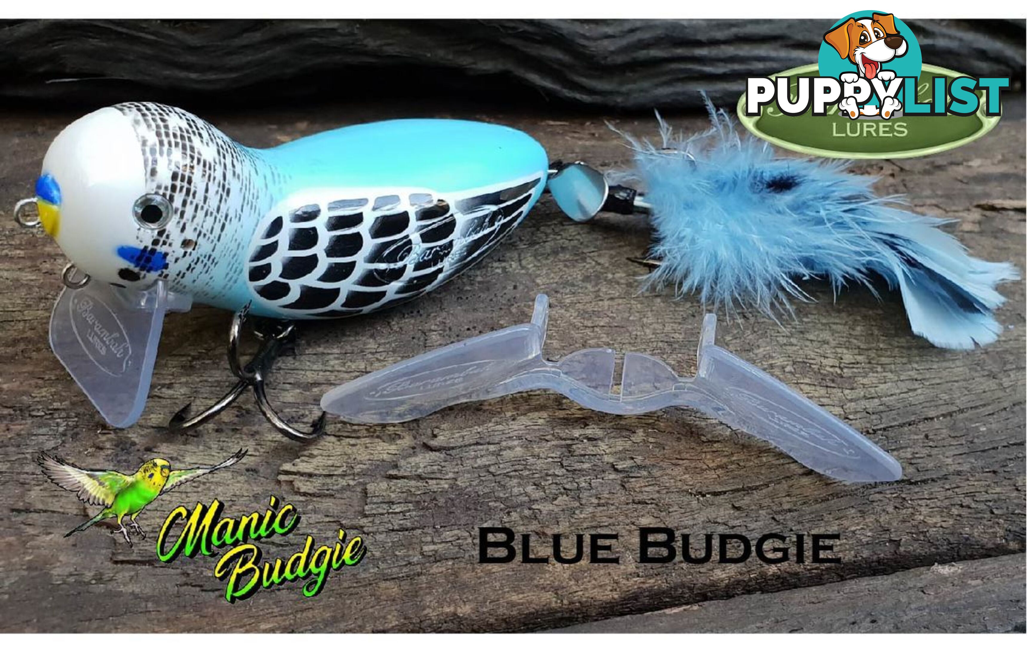 Barambah Manic Budgie Blue