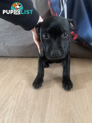 Pure breed English staffy