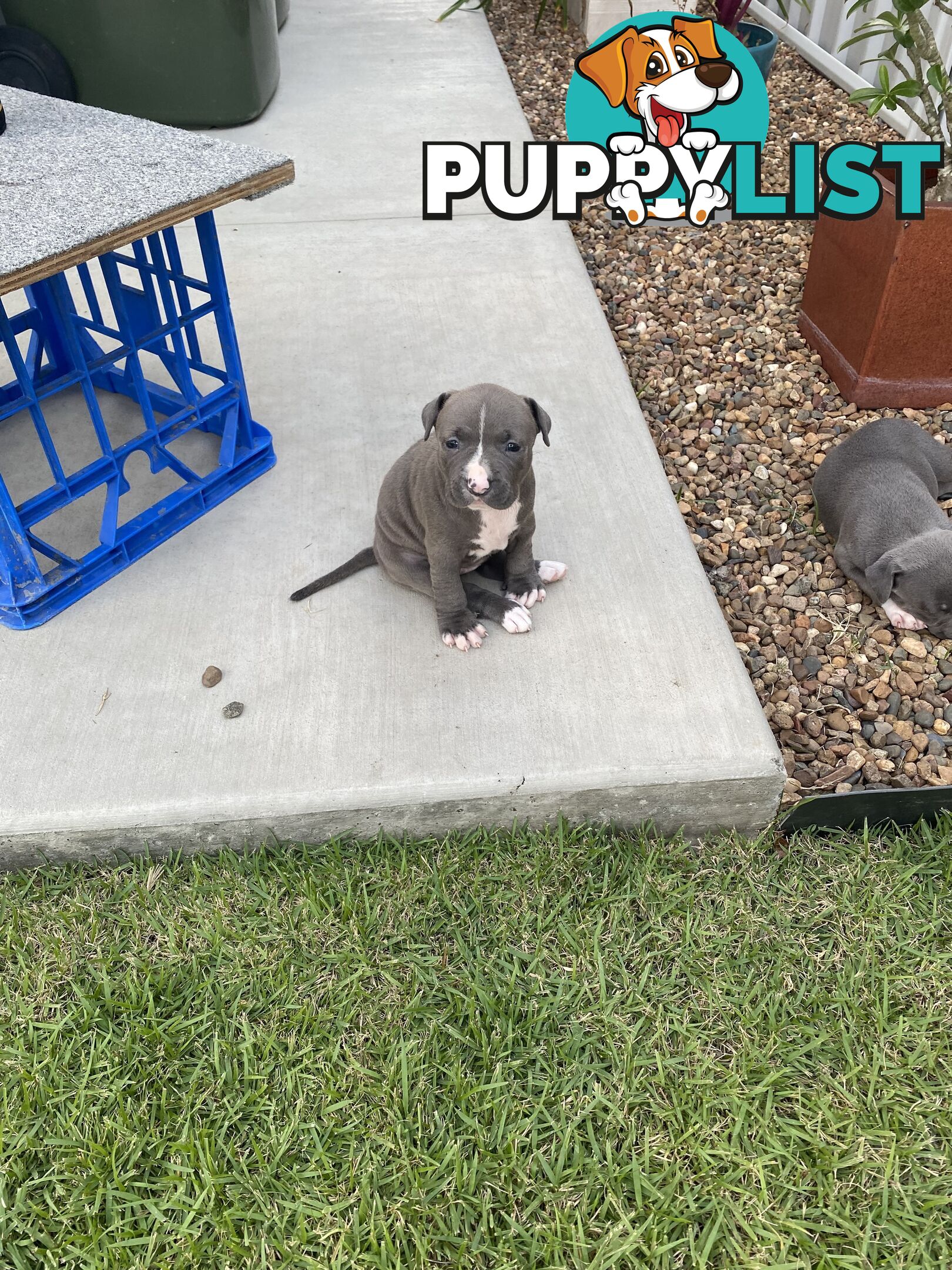 Staffy Puppies