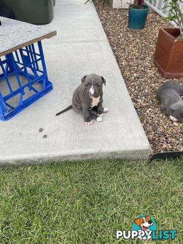 Staffy Puppies