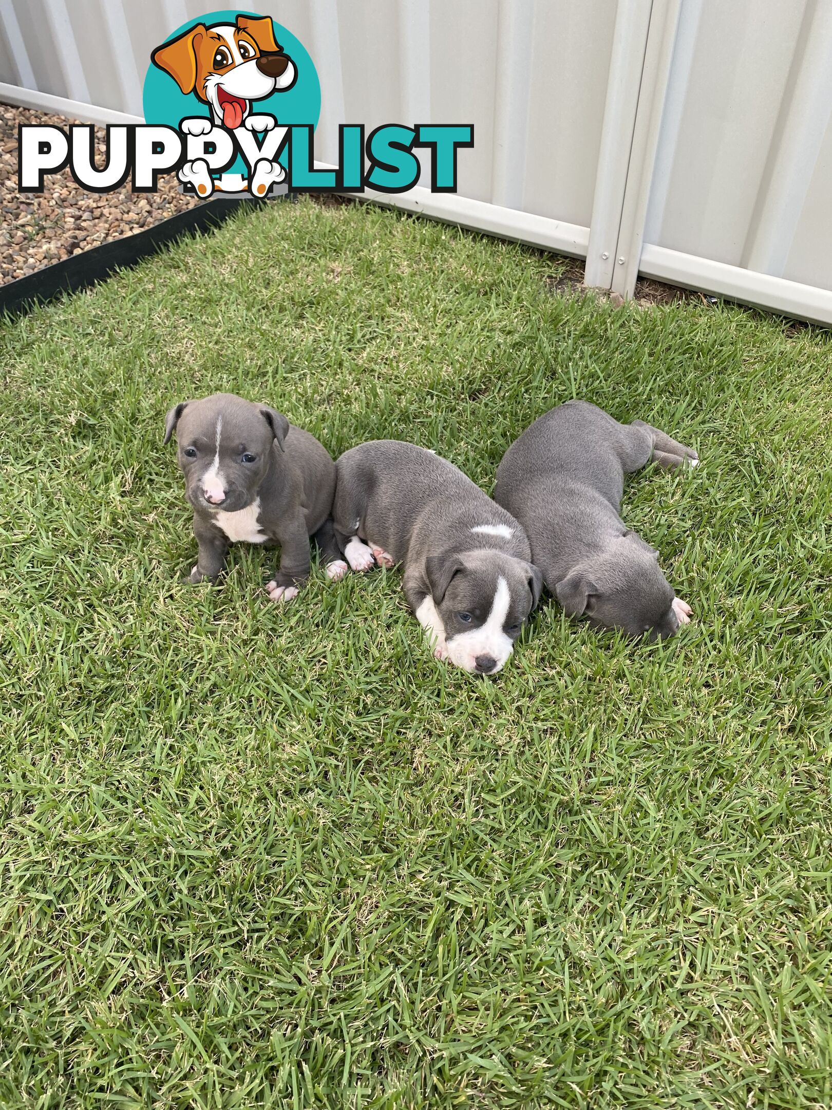 Staffy Puppies