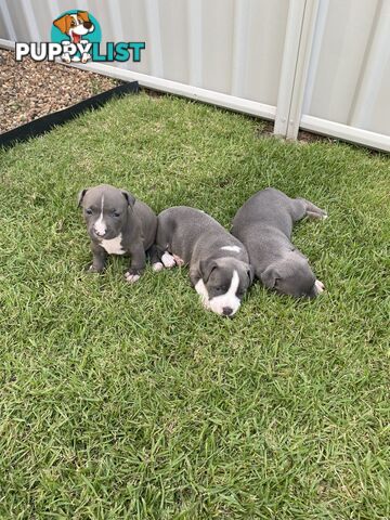 Staffy Puppies