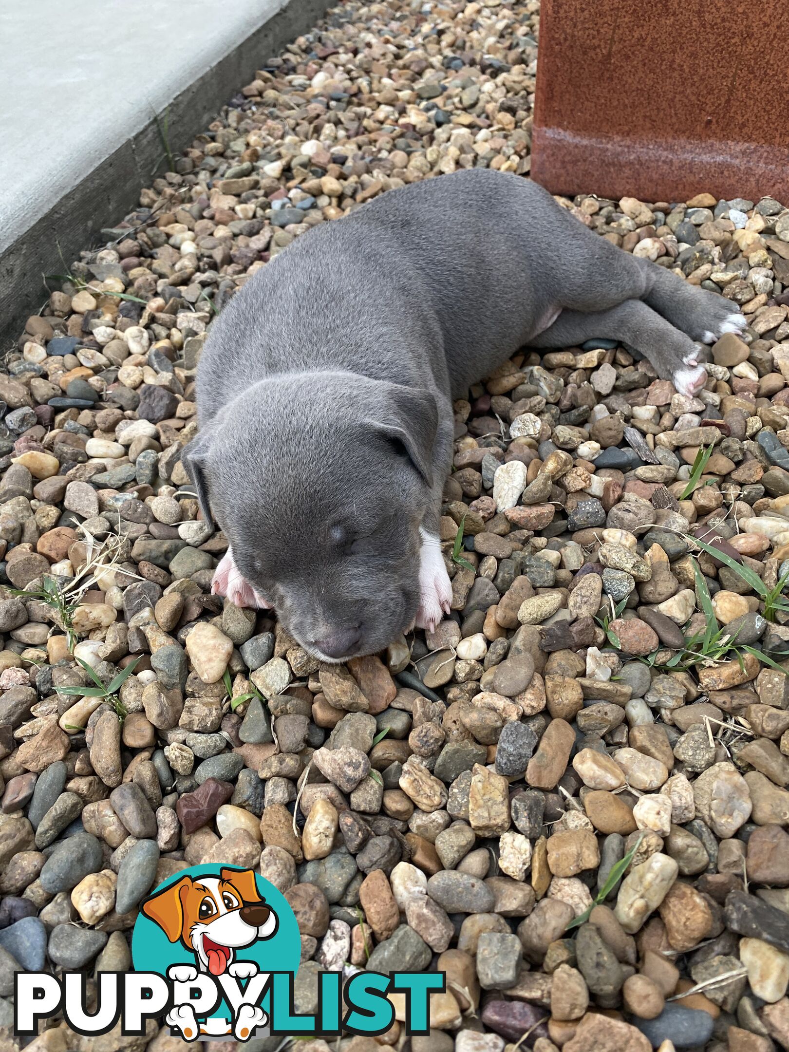 Staffy Puppies