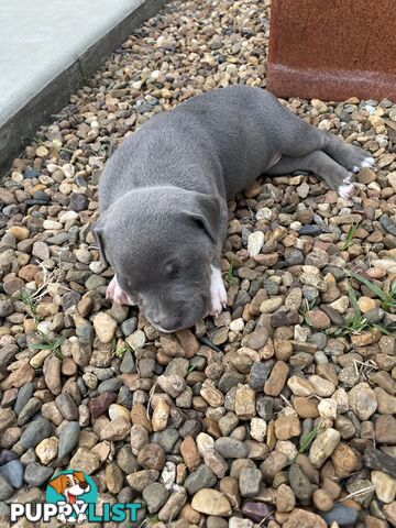 Staffy Puppies