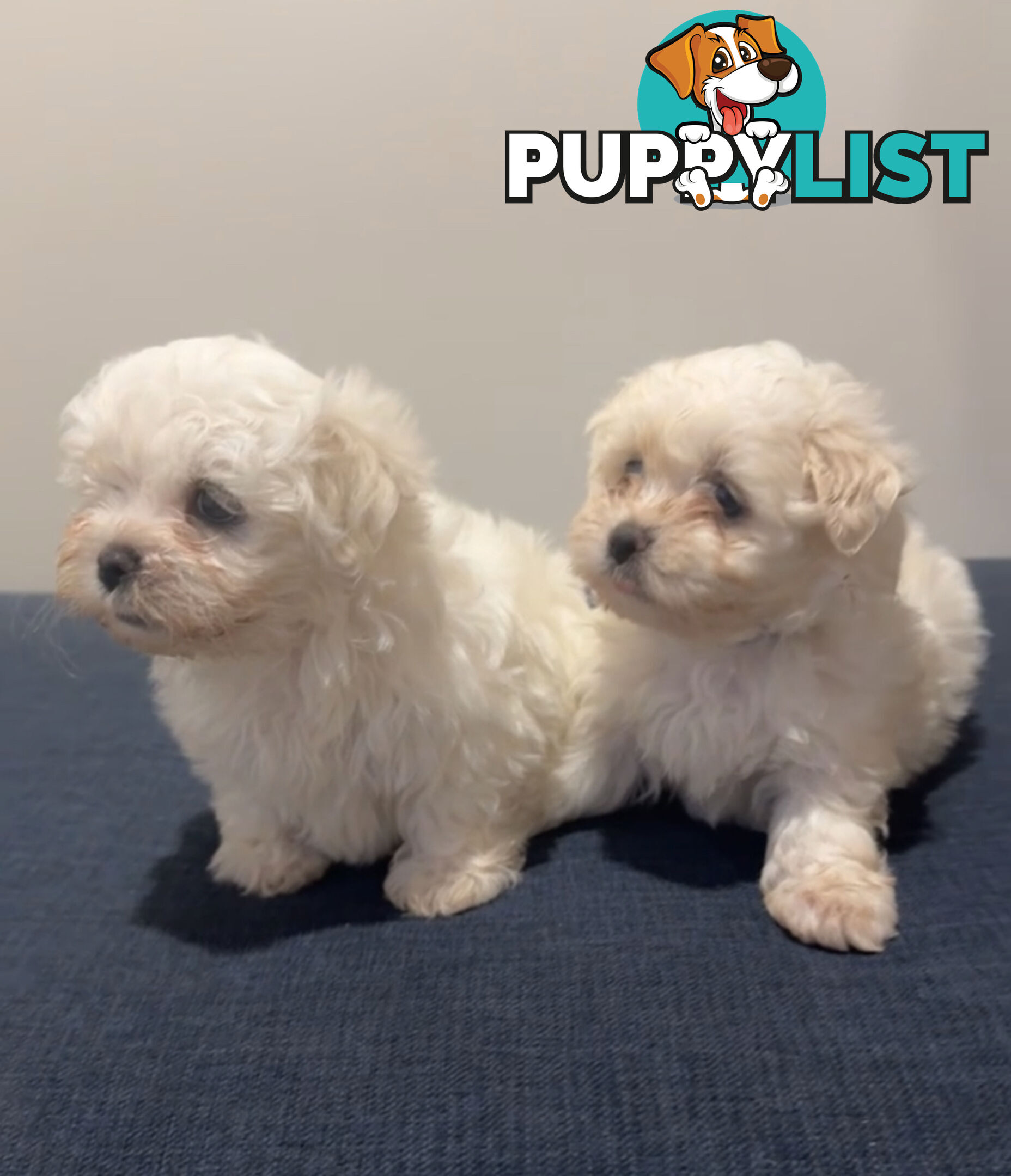 Maltese Shih Tzu