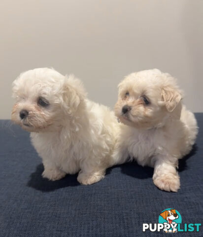 Maltese Shih Tzu