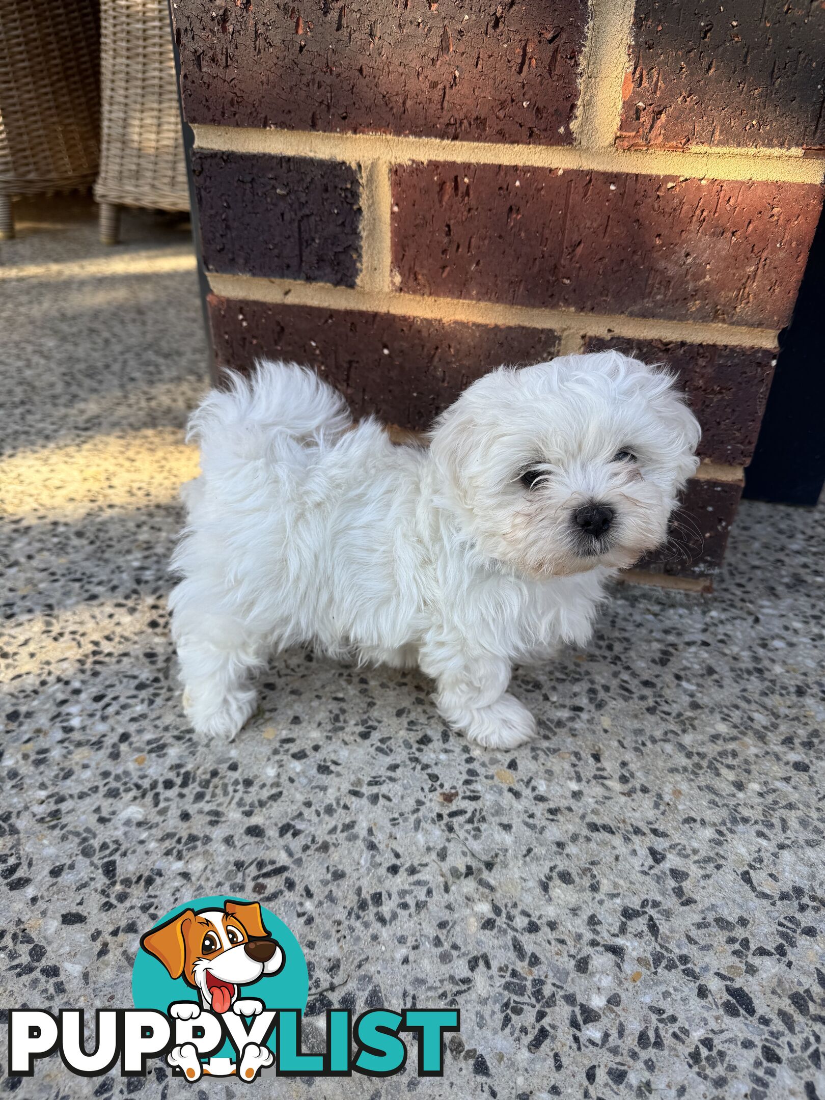 Maltese Shih Tzu