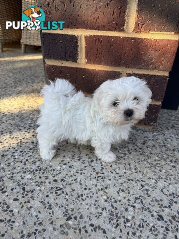 Maltese Shih Tzu