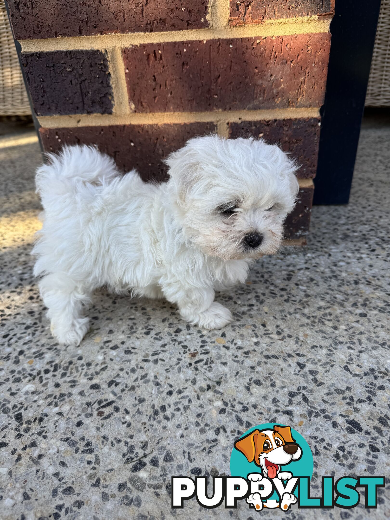 Maltese Shih Tzu