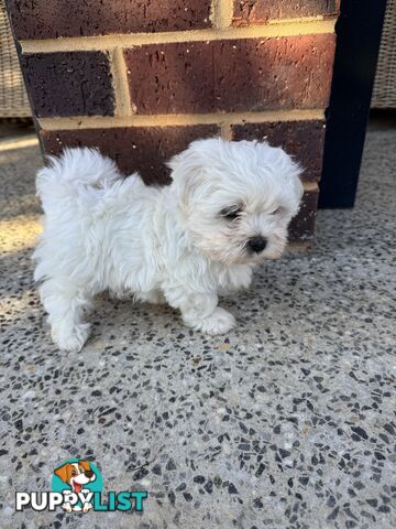 Maltese Shih Tzu