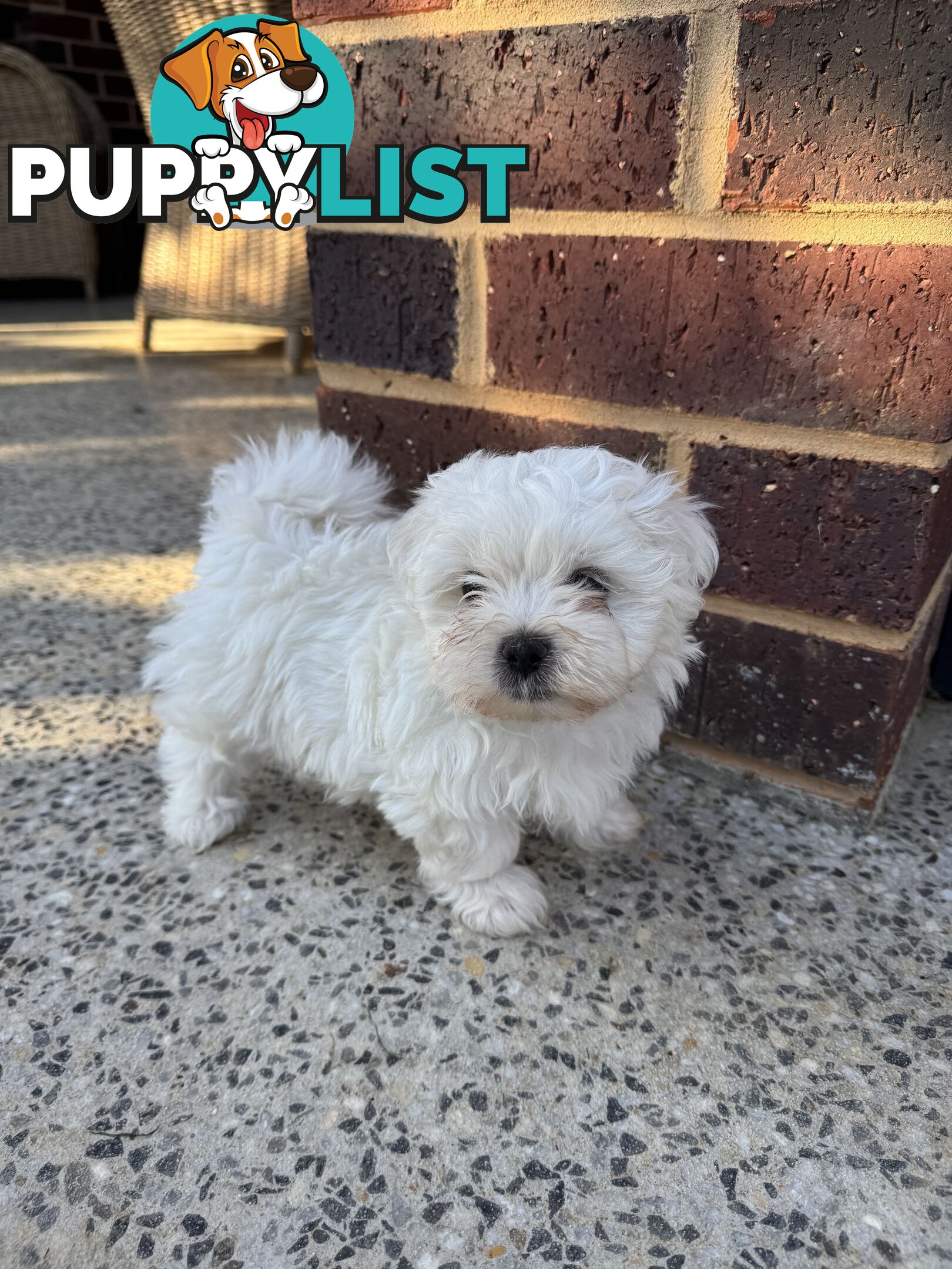 Maltese Shih Tzu