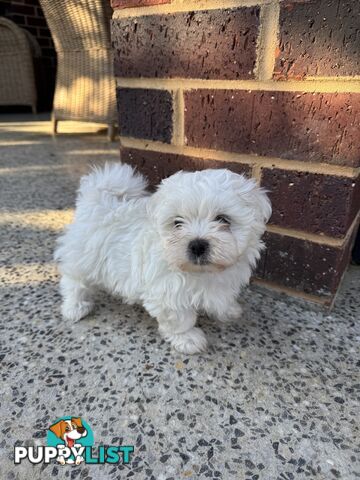 Maltese Shih Tzu