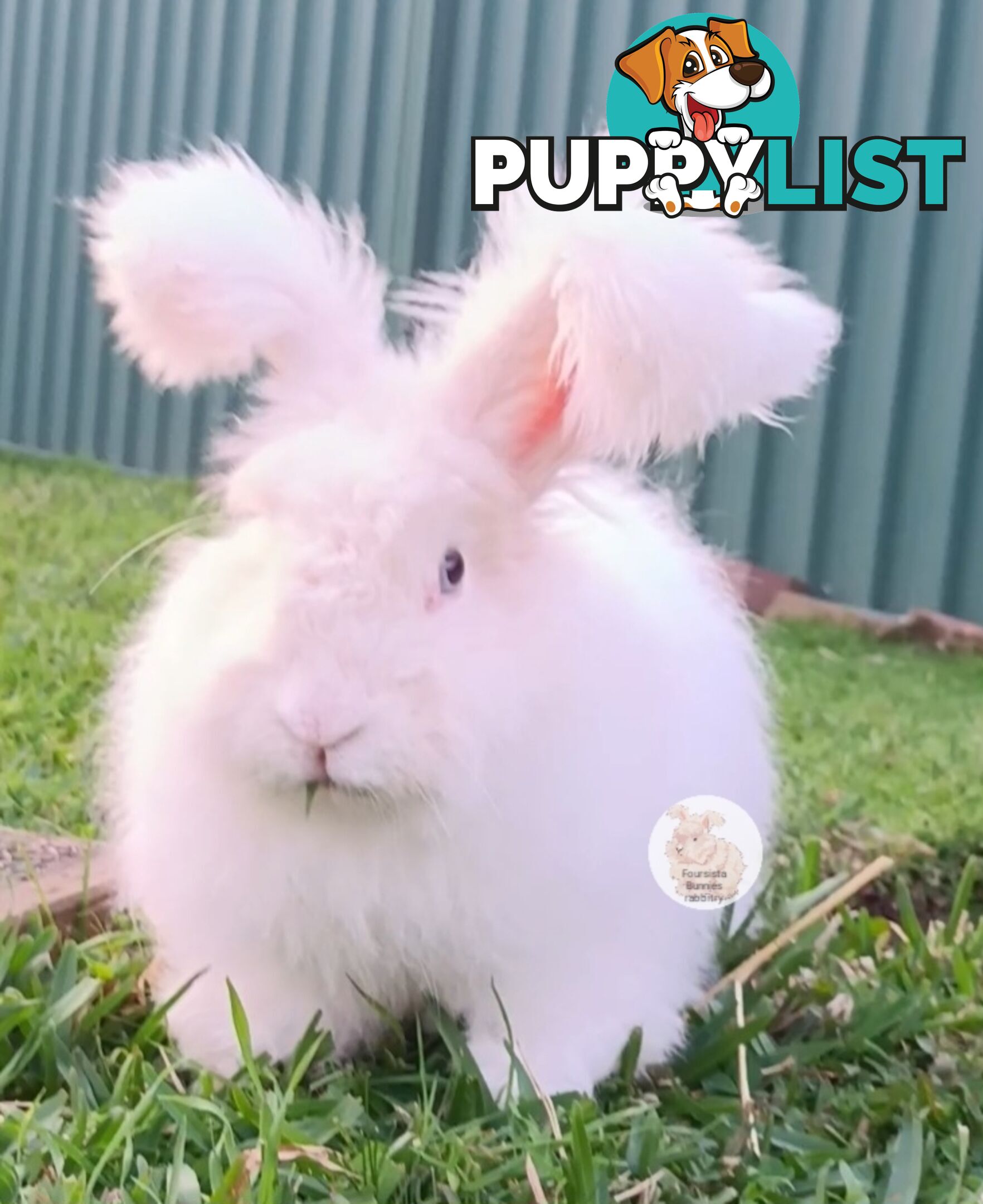 Stunning Purebred English Angora rabbits bunnies