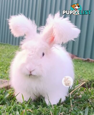 Stunning Purebred English Angora rabbits bunnies