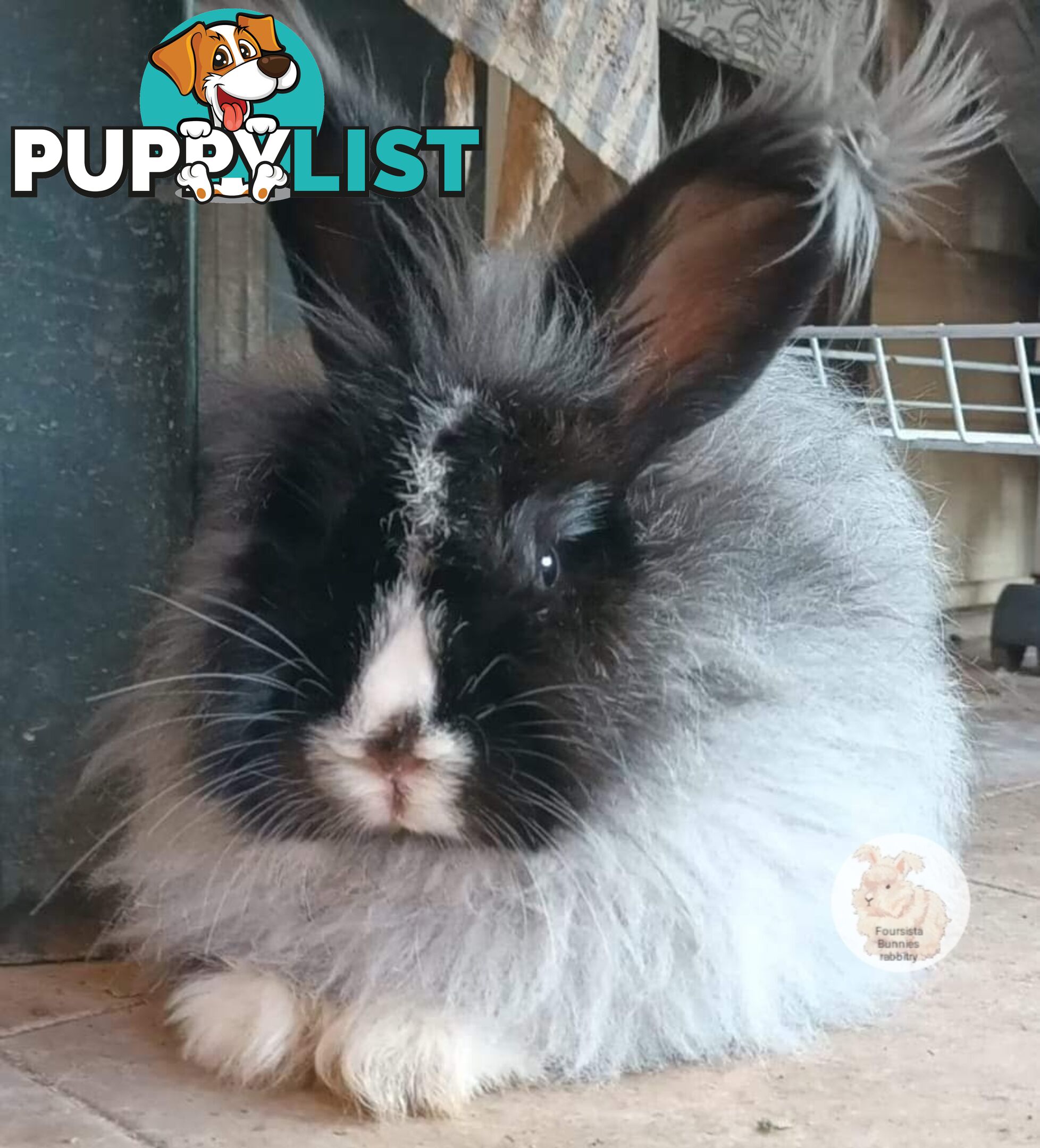 Stunning Purebred English Angora rabbits bunnies