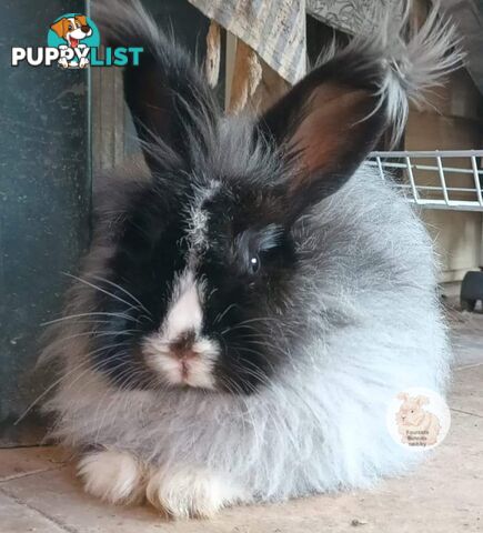 Stunning Purebred English Angora rabbits bunnies