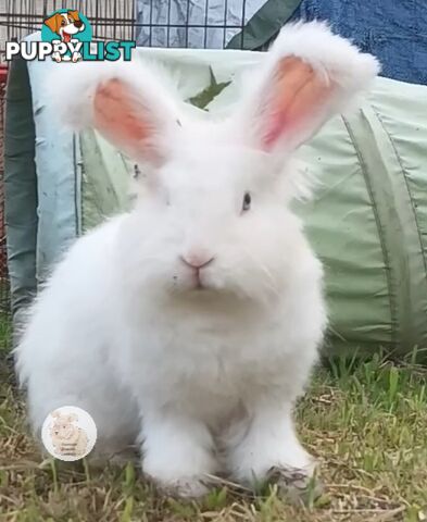 Stunning Purebred English Angora rabbits bunnies