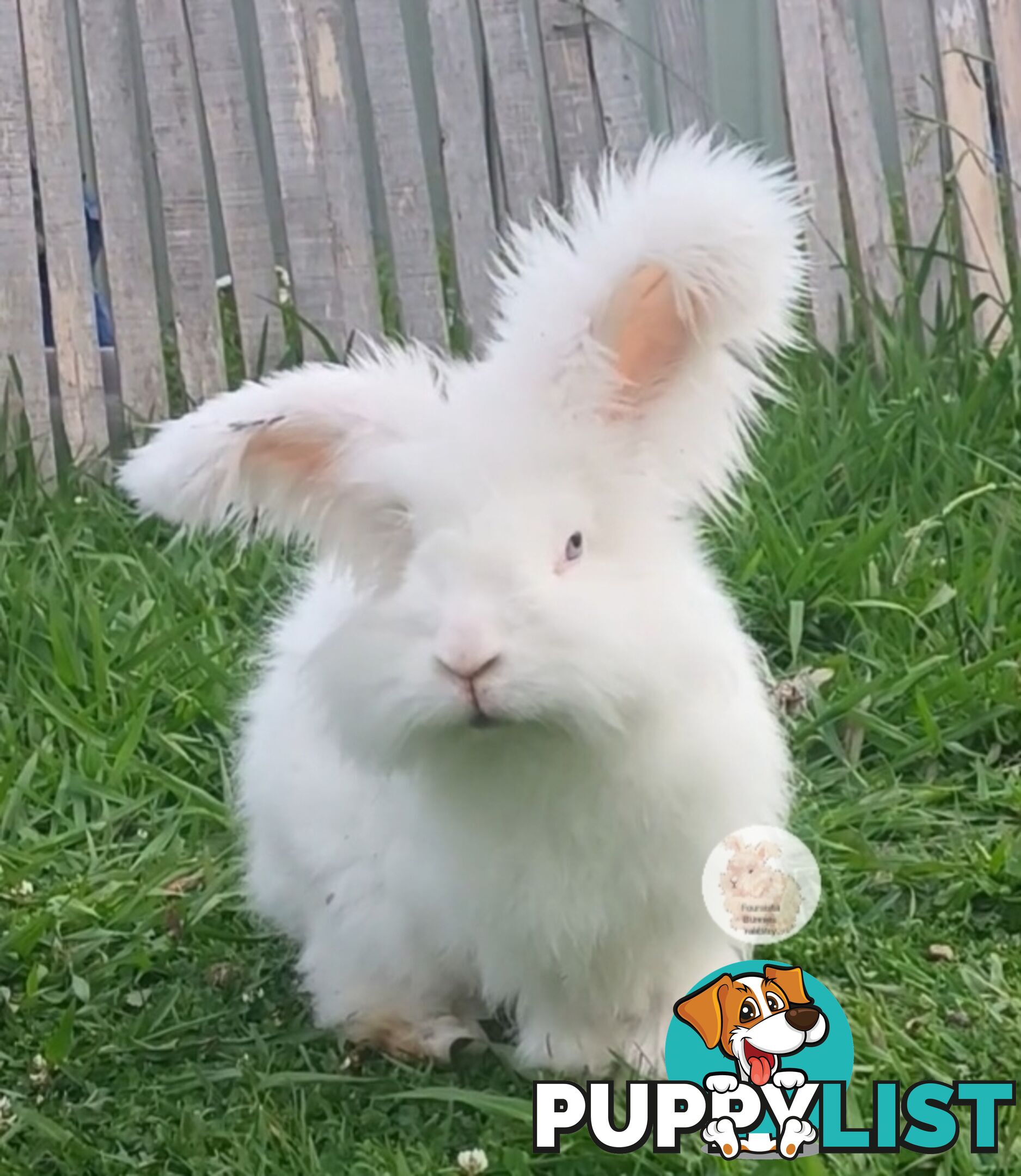 Stunning Purebred English Angora rabbits bunnies