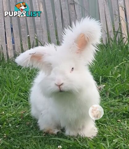 Stunning Purebred English Angora rabbits bunnies