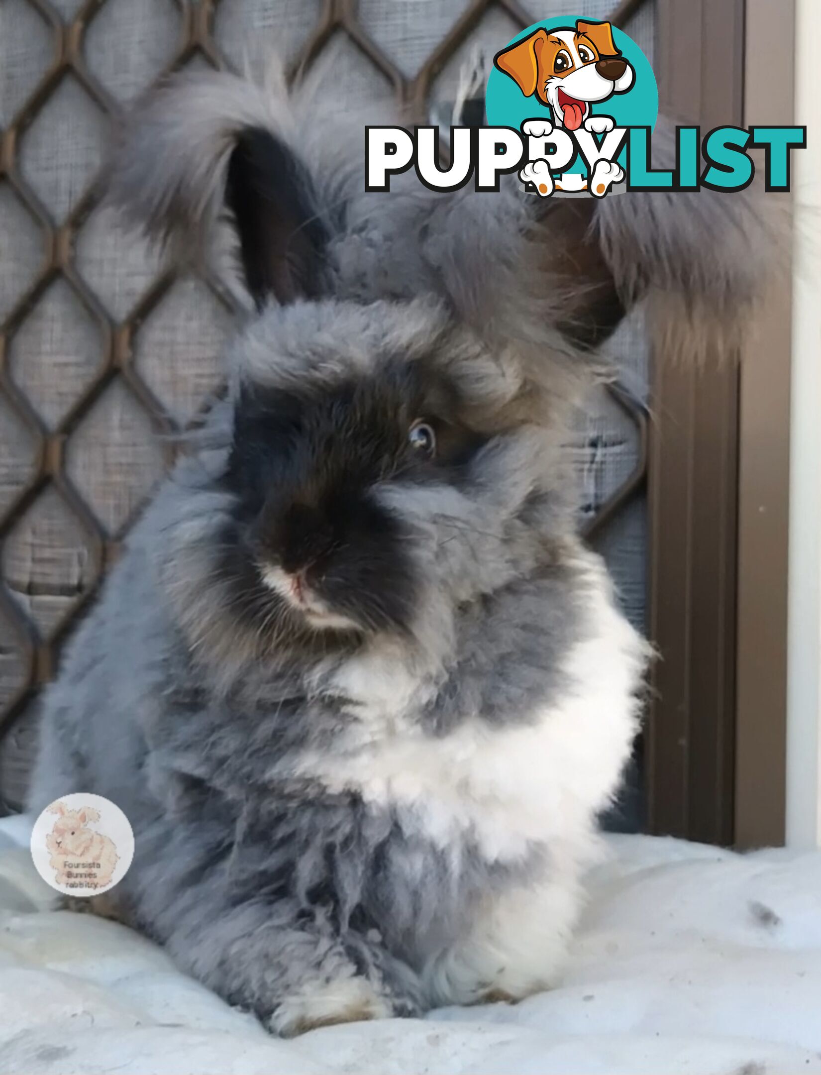 Rabbits Bunnies purebred English Angora rabbits,  purebred mini lop rabbits