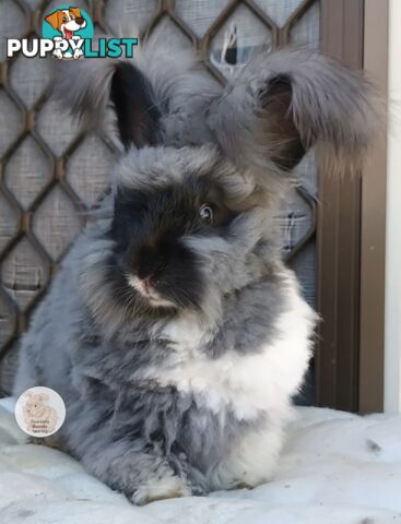 Rabbits Bunnies purebred English Angora rabbits,  purebred mini lop rabbits