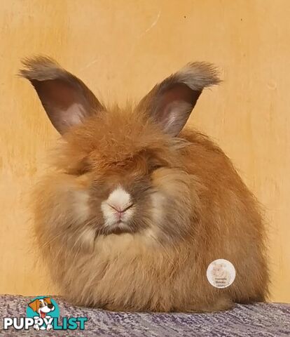 Rabbits Bunnies purebred English Angora rabbits