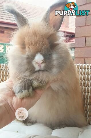 Rabbits Bunnies purebred English Angora rabbits