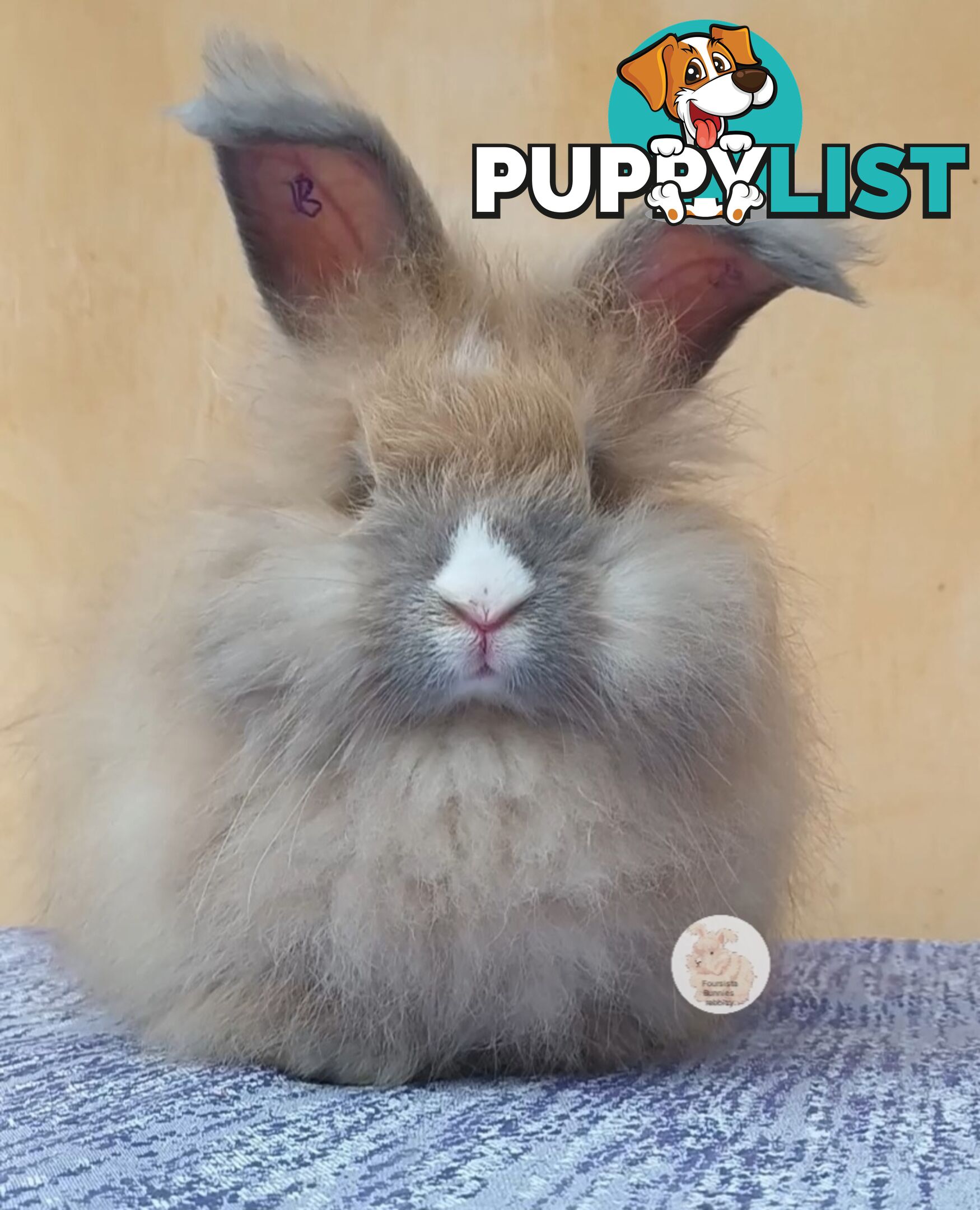 Rabbits Bunnies purebred English Angora rabbits