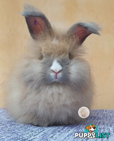 Rabbits Bunnies purebred English Angora rabbits