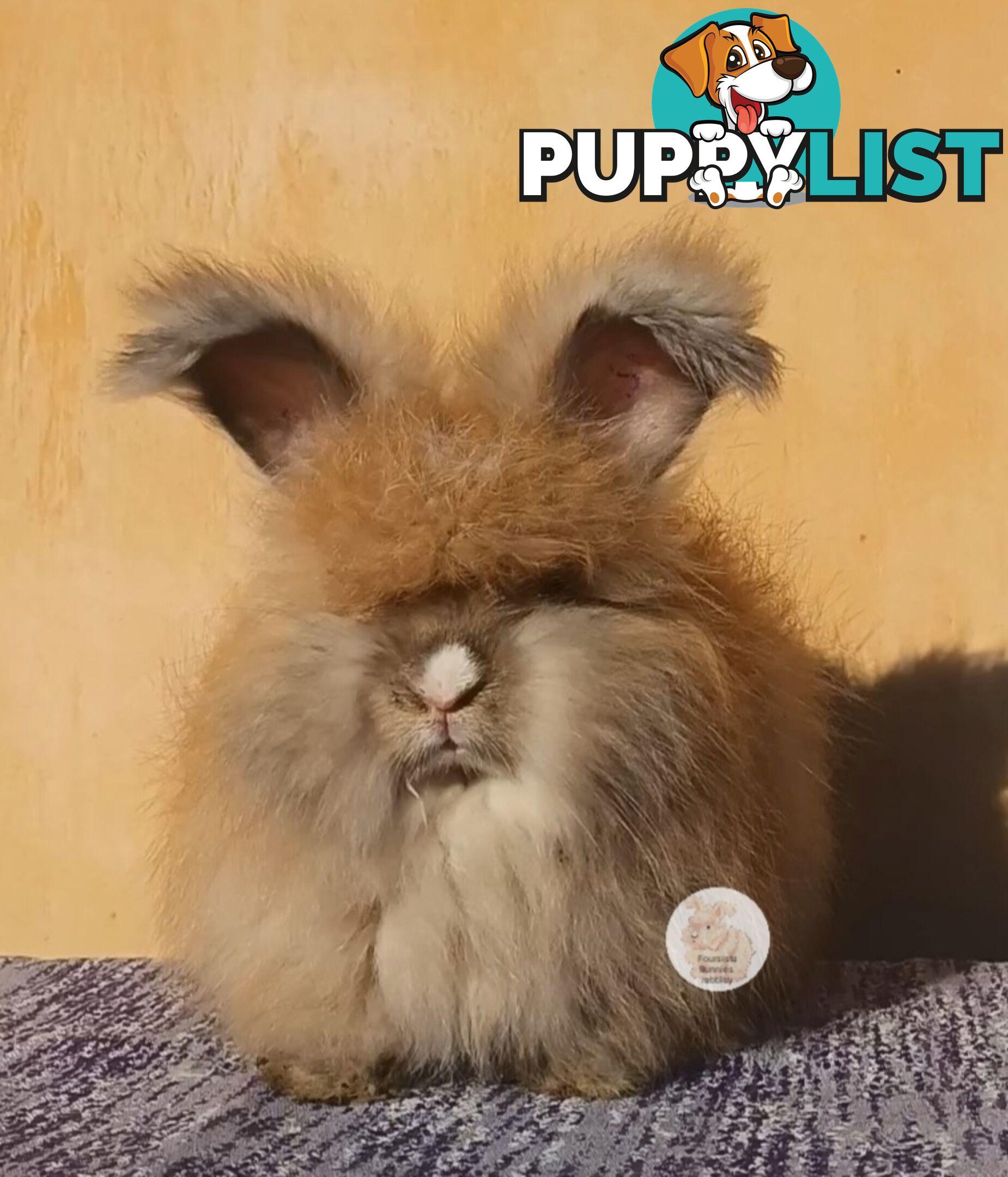 Rabbits Bunnies purebred English Angora rabbits