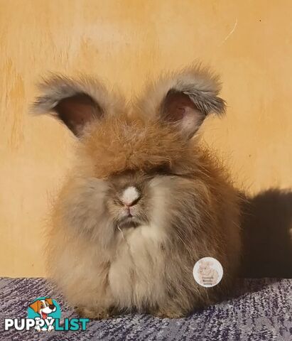 Rabbits Bunnies purebred English Angora rabbits