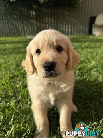 Golden retrievers pure breed