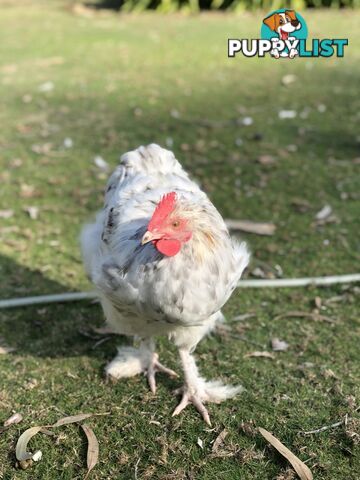 2 black splash roosters