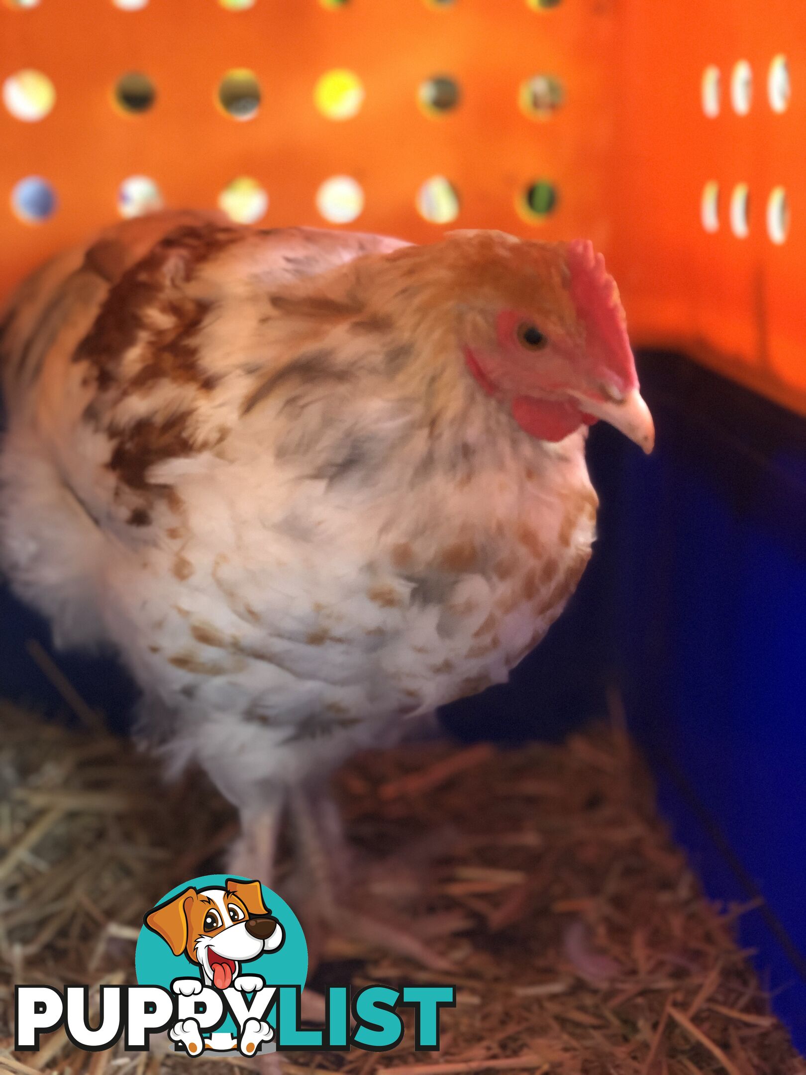 2 black splash roosters