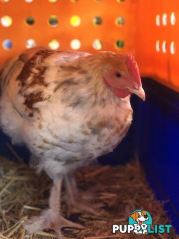 2 black splash roosters